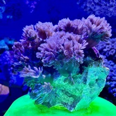 パクパクタイプウミアザミの画像