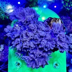 パクパクタイプウミアザミの画像