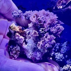 パクパクタイプウミアザミの画像