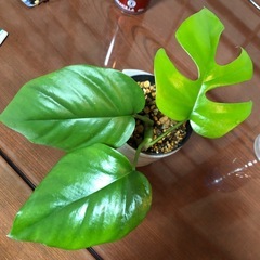 ヒメモンステラの画像