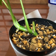 ヒメモンステラの画像