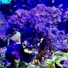 パクパクタイプのウミアザミの画像