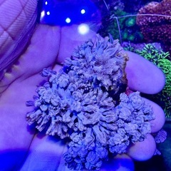 パクパクタイプのウミアザミの画像