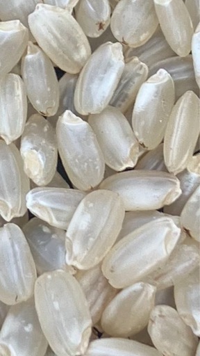 令和7 玄米 15kg あけぼの　アケボノ