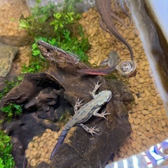 アカハライモリの画像