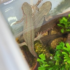 アカハライモリの画像