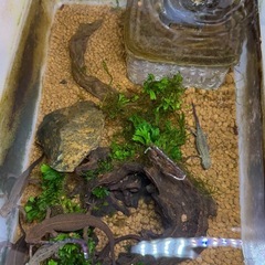 アカハライモリの画像