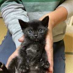 黒猫ちゃん　1.5ヶ月　男の子