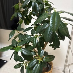 【お譲りします】観葉植物/1年中枯れない/果実なしの画像