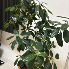 【お譲りします】観葉植物/1年中枯れない/果実なしの画像