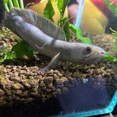 スネークヘッド　水槽の画像