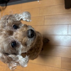 8歳　トイプードル女の子
