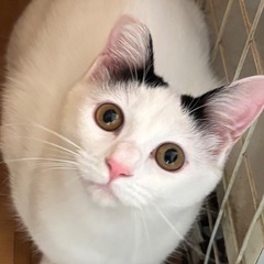 お友だち猫を探してるファミちゃん