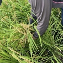 2025年　新米　陰干し米の画像