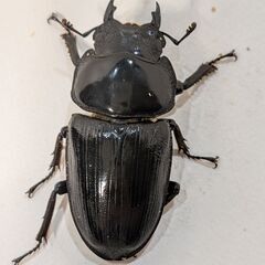 国産オオクワガタ トリオ ♂♀♀の画像