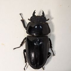 国産オオクワガタ トリオ ♂♀♀の画像