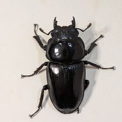 能勢YG オオクワガタ ペア ♂♀ (血統証明書付き)の画像