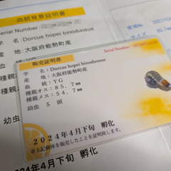 能勢YG オオクワガタ ペア ♂♀ (血統証明書付き)の画像