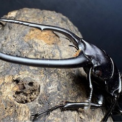 コンフキウスのこぎりノコギリの画像