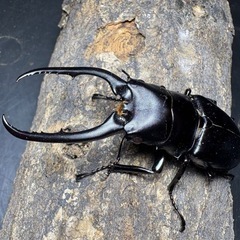 コンフキウスのこぎりノコギリの画像