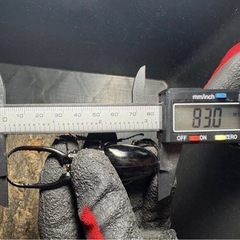 コンフキウスのこぎりノコギリの画像