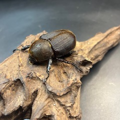 【ホワイトアイ】※通常個体 DHヘラクレス ♀単65mm※送料事前連絡にて変更可 ※直接受け渡しに変更可の画像