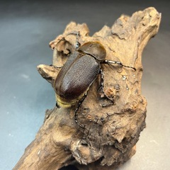 【ホワイトアイ】※通常個体 DHヘラクレス ♀単65mm※送料事前連絡にて変更可 ※直接受け渡しに変更可の画像