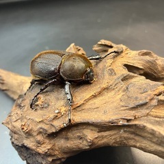 【ホワイトアイ】※通常個体 DHヘラクレス ♀単65mm※送料事前連絡にて変更可 ※直接受け渡しに変更可の画像