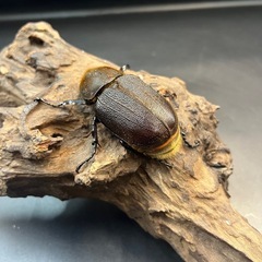 【ホワイトアイ】※通常個体 DHヘラクレス ♀単65mm※送料事前連絡にて変更可 ※直接受け渡しに変更可の画像