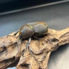 【新成虫】DHヘラクレス ♀単68mm ※送料事前連絡にて変更可 ※直接受け渡しに変更可の画像