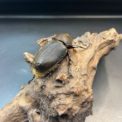 【新成虫】DHヘラクレス ♀単68mm ※送料事前連絡にて変更可 ※直接受け渡しに変更可の画像