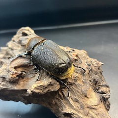 【新成虫】DHヘラクレス ♀単68mm ※送料事前連絡にて変更可 ※直接受け渡しに変更可の画像