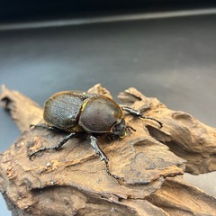 【新成虫】DHヘラクレス ♀単68mm ※送料事前連絡にて変更可 ※直接受け渡しに変更可の画像