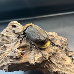 【新成虫】DHヘラクレス ♀単68mm②※送料事前連絡にて変更可 ※直接受け渡しに変更可の画像