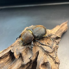 【新成虫】DHヘラクレス ♀単68mm②※送料事前連絡にて変更可 ※直接受け渡しに変更可の画像