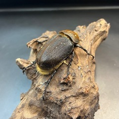【新成虫】DHヘラクレス ♀単68mm②※送料事前連絡にて変更可 ※直接受け渡しに変更可の画像