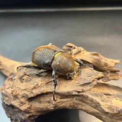 【新成虫】DHヘラクレス ♀単68mm②※送料事前連絡にて変更可 ※直接受け渡しに変更可の画像