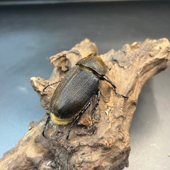 【新成虫】DHヘラクレス ♀単68mm③※送料事前連絡にて変更可 ※直接受け渡しに変更可 の画像
