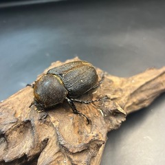 【新成虫】DHヘラクレス ♀単68mm③※送料事前連絡にて変更可 ※直接受け渡しに変更可 の画像