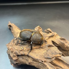 【新成虫】DHヘラクレス ♀単68mm③※送料事前連絡にて変更可 ※直接受け渡しに変更可 の画像