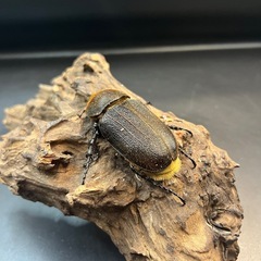 【新成虫】DHヘラクレス ♀単68mm③※送料事前連絡にて変更可 ※直接受け渡しに変更可 の画像