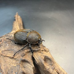 【新成虫】DHヘラクレス ♀単69mm② ※送料事前連絡にて変更可 ※直接受け渡しに変更可の画像