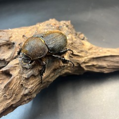 【新成虫】DHヘラクレス ♀単69mm② ※送料事前連絡にて変更可 ※直接受け渡しに変更可の画像