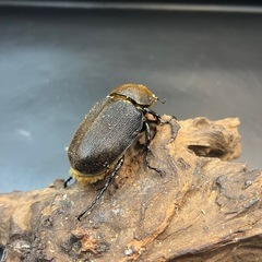 【新成虫】DHヘラクレス ♀単69mm② ※送料事前連絡にて変更可 ※直接受け渡しに変更可の画像
