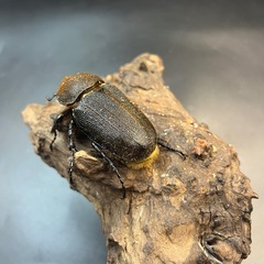 【新成虫】DHヘラクレス ♀単69mm② ※送料事前連絡にて変更可 ※直接受け渡しに変更可の画像