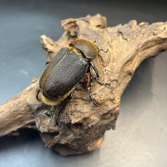【新成虫】DHヘラクレス ♀単69mm※送料事前連絡にて変更可 ※直接受け渡しに変更可の画像