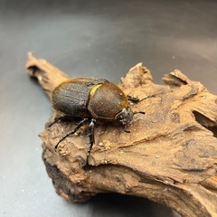 【新成虫】DHヘラクレス ♀単69mm※送料事前連絡にて変更可 ※直接受け渡しに変更可の画像