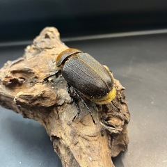 【新成虫】DHヘラクレス ♀単69mm※送料事前連絡にて変更可 ※直接受け渡しに変更可の画像