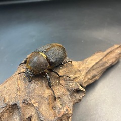 【新成虫】DHヘラクレス ♀単69mm※送料事前連絡にて変更可 ※直接受け渡しに変更可の画像