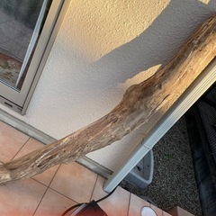 大型流木　大きい 流木　の画像